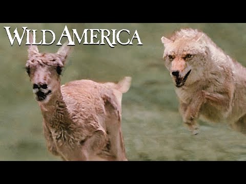 Wild America | S3 E3 Born To Run | Full Episode HD