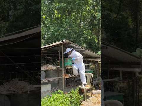 honey harvest #sikkim #beekeeper