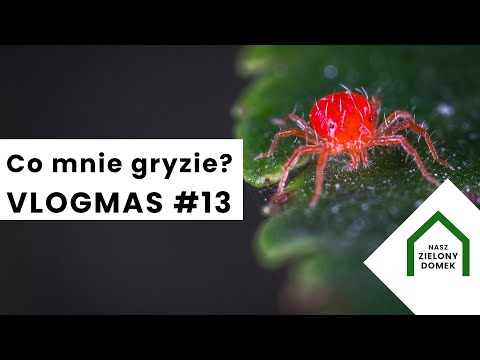 Jak wygląda przędziorek na kwiatach | Mój początek z seramisem i hyroponiką