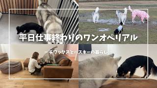 【犬2匹との暮らし】平日、仕事終わりのワンオペリアル