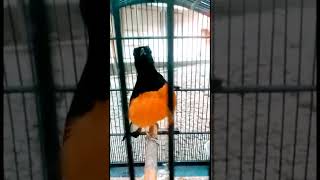 Download lagu Bikin Murai lain EMOSI!! ~ AKSI murai batu BORNEO ori Hutan KALIMANTAN mp3 Download lagu Bikin Murai lain EMOSI!! ~ AKSI murai batu BORNEO ori Hutan KALIMANTAN mp3