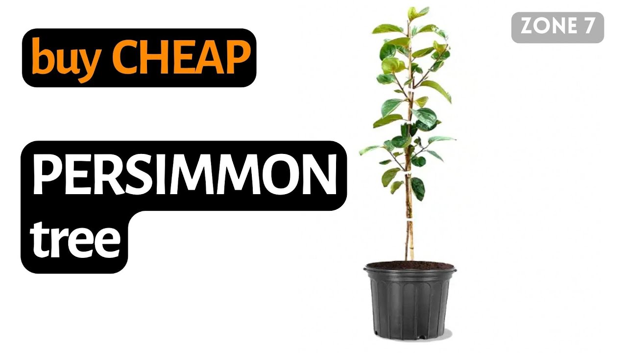 Cheap Persimmon Tree Where to buy.