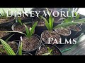 Disney World Palms Palm Palmtrees Wdw Disney Disneyworld Greenhouse Germination Seeds
