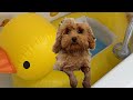 It S Puppy Bath Time