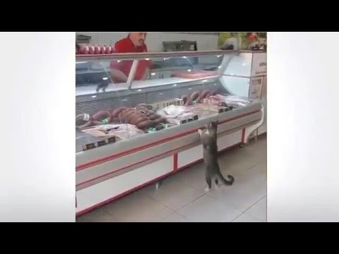 شاهد كيف كان رد الجزار  عندما دخل قط يطلب اللحم