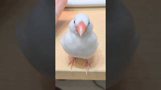 全方向美鳥🕊️ #文鳥