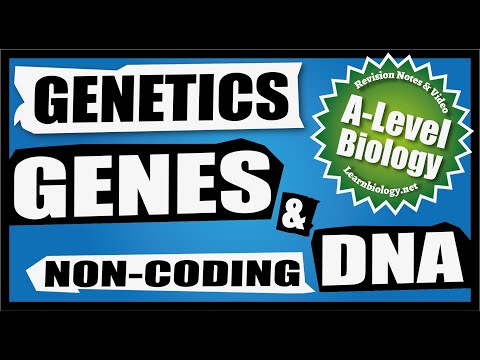 Explaining Exons and Introns for A Level Biology