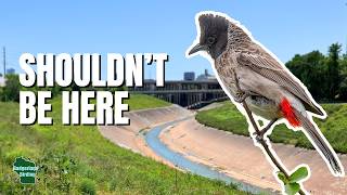 I Found This Asian Bird Species THRIVING in Texas!