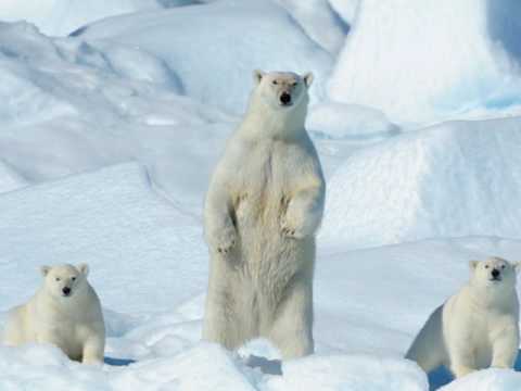 Northeast Greenland National Park, ice sheets,...