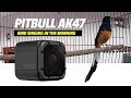 GOPRO HERO 5 Tembakan Suara Murai Batu Mewah PITBULL Mr Prio AK47
