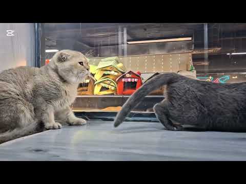 cat male and female meeting time