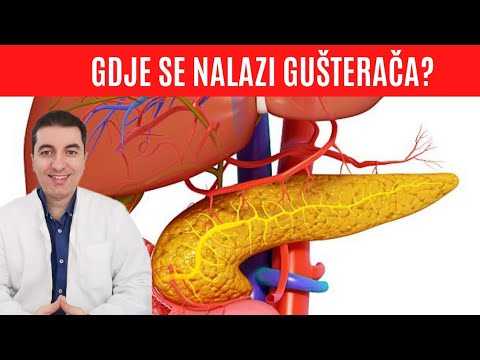 Gdje se nalazi GUŠTERAČA i koja je funkcija ovog bitnoga organa?