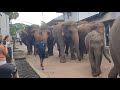 Unbelievable Moment Wild Animal Elephant Rescue アジアの野生動物野生ゾウの救助 ఏన