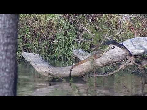 Djuma: Water Monitor Lizard sunning itself on the log - 16:13 - 06/23/2023