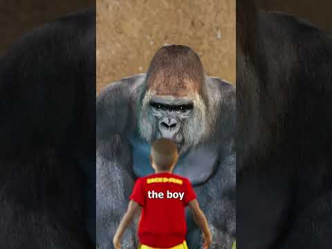 The Harambe Story 😢