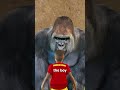 The Harambe Story 😢