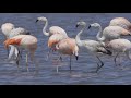 CHILEAN FLAMINGO Laguna Garzón Uruguay