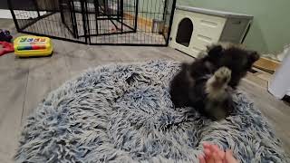 10152025 Lucy & Suki x Jaxx Litters