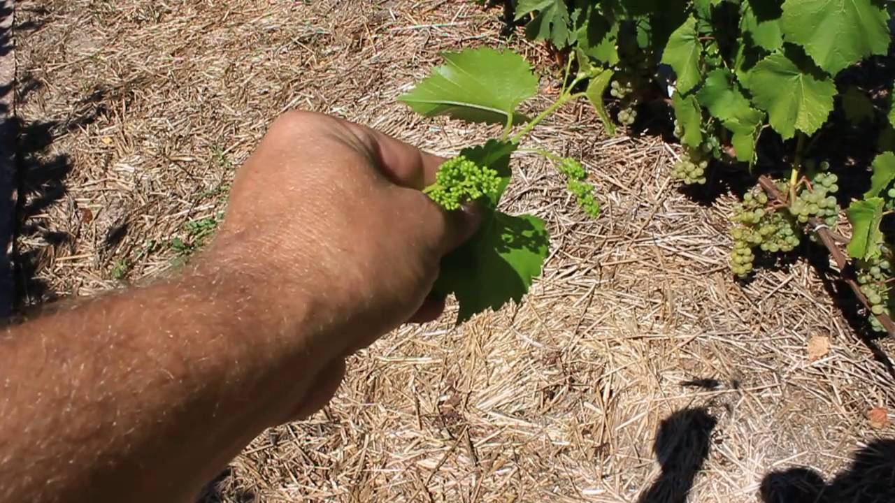 Виноград Жемчуг Саба