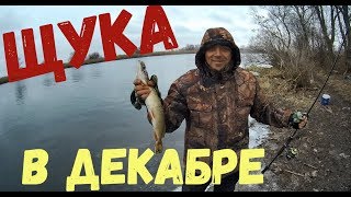 Ловля в декабре хищника с берега