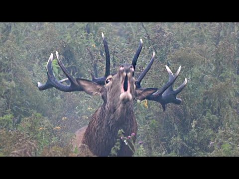 Król rykowiska odstrasza rywali - RYKOWISKO 2024💪❗❗❗