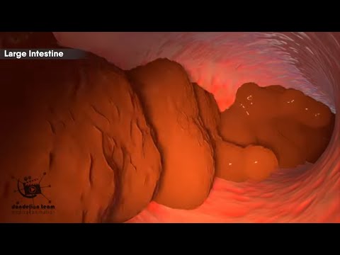 How does your body turn food into the poop? Human digestive system(Animation)|Dandelion Team