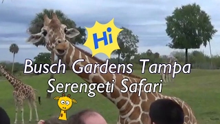 Busch Gardens Tampa and Serengeti Tour Feeding Giraffes and Watching Rhinos Fight
