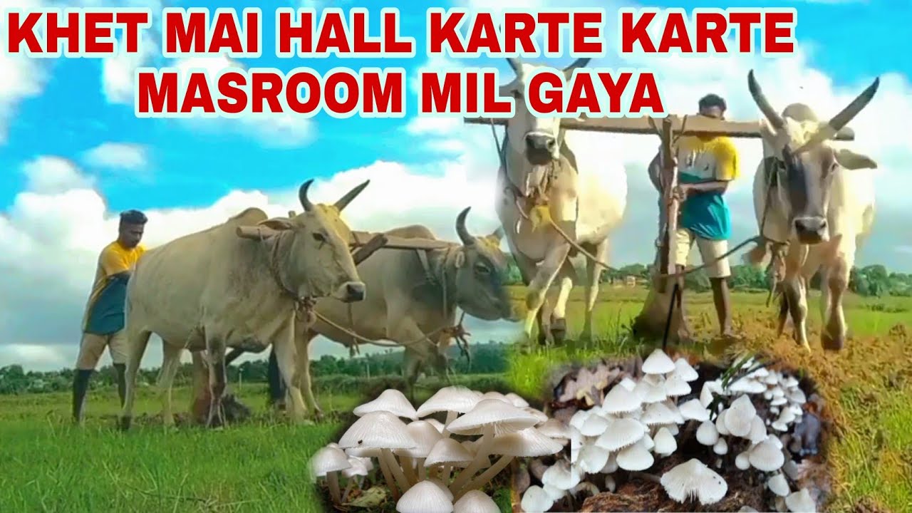 KHET MAI HALL KARTE KARTE MASROOM MIL GAYA VLOG