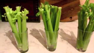 The Power Of Celery