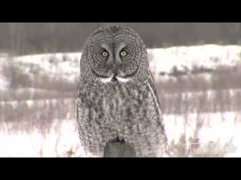 Great Grey Owl hunts mouse