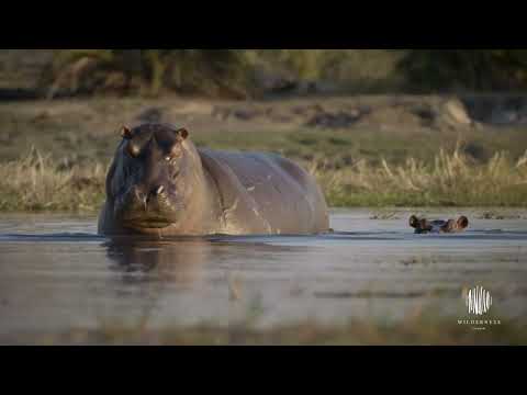 Discover Zambia - Where Endless Adventures Await