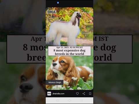 8 most expensive dog breeds in the World!!! #bollywood #hindisong #bollywooddebut #bollywoodrapper