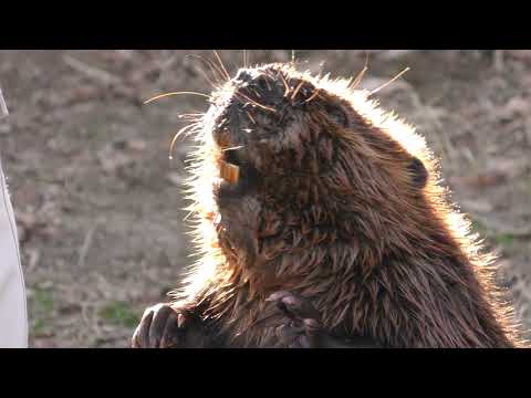 IUCN分類における絶滅の危険性を示す図。