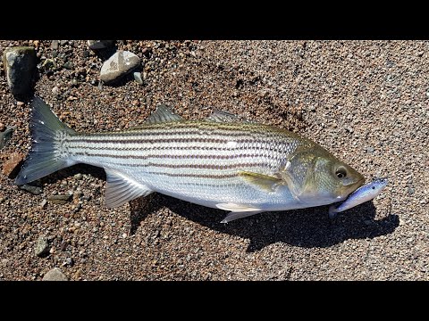 Striped bass fishing Bras D'or Lakes post tropical storm!!