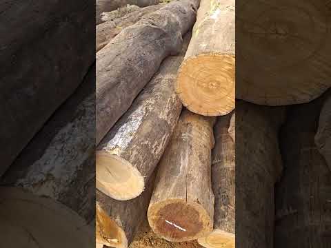 Round indian sal log timber