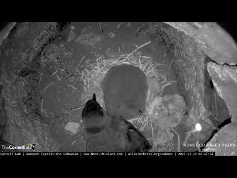 Well-Fed Bermuda Cahow Chick Visited Overnight By Parent – March 29, 2021