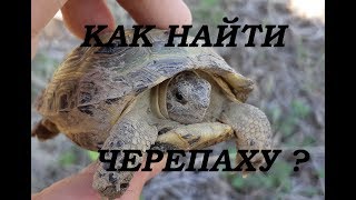 Как на озерах ловить черепаху