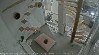 Florida · in the Cat Tree Room at Furry Friends live stream
