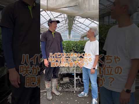 クリビアを再び咲かせるにはどうすればよいですか？専門家のヒントは次のとおりです  庭園