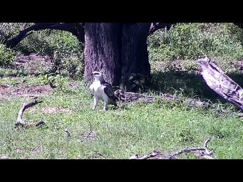 Djuma: Martial Eagle juvenile with carcass flies into the cam tree - 15:12 - 01/02/2023