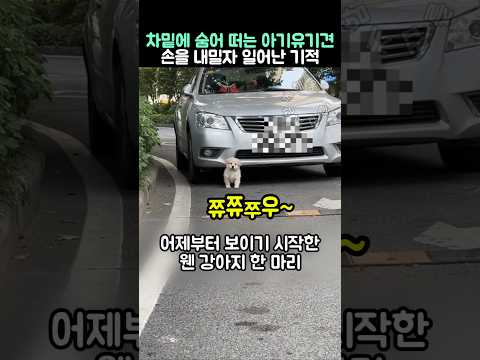 차밑에 숨어 떠는 아기유기견에게 손을 내밀자 일어난 기적