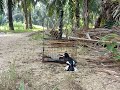 Suara Burung Murai Kampung Denak Pikat Murai Kampung Si Bentong