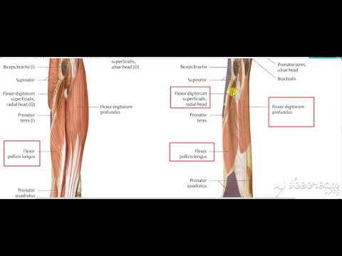 Flexor pollicis longus