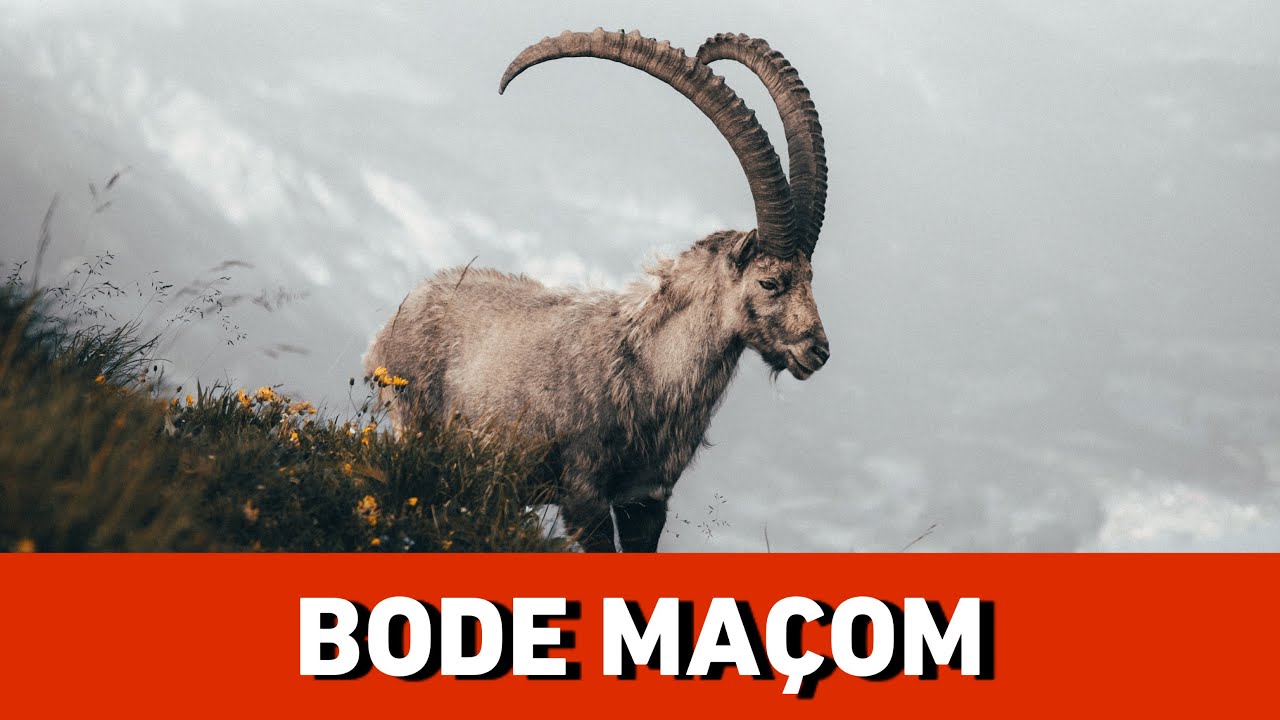 O bode é cultuado (ou sacrificado) na MAÇONARIA | Paulo Onofre (EX-MESTRE MAÇOM)