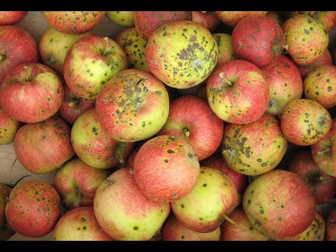 alma betegségek és paraziták