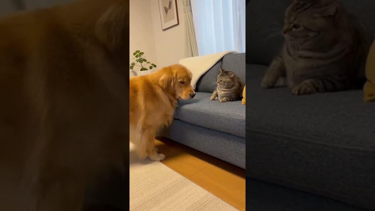 ベッド中央の猫に「入っていい？」顔の犬が可愛い🐶🐱 #cat #dog #home #cute #japan @chiero_piero