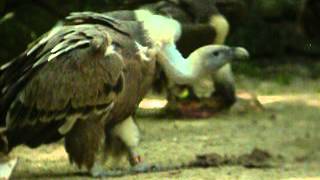 preview picture of video '12.6.07 Vautour fauve (Gyps fulvus, Eurasian Griffon)'