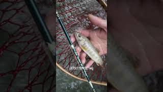 JETSETTER46C Twig.