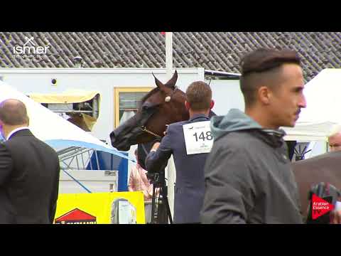 N.151 MAHARANI CF - Strohen 2019 C European - 10+ year old Mares (Class 11)