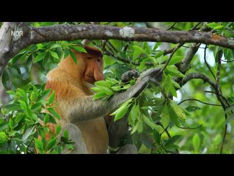Expeditionen ins Tierreich: Wildes Südostasien - Im Reich der Flugdrachen Doku (2016)
